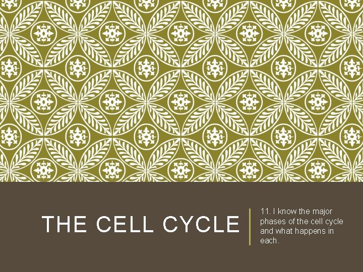 THE CELL CYCLE 11. I know the major phases of the cell cycle and THE CELL CYCLE 11. I know the major phases of the cell cycle and