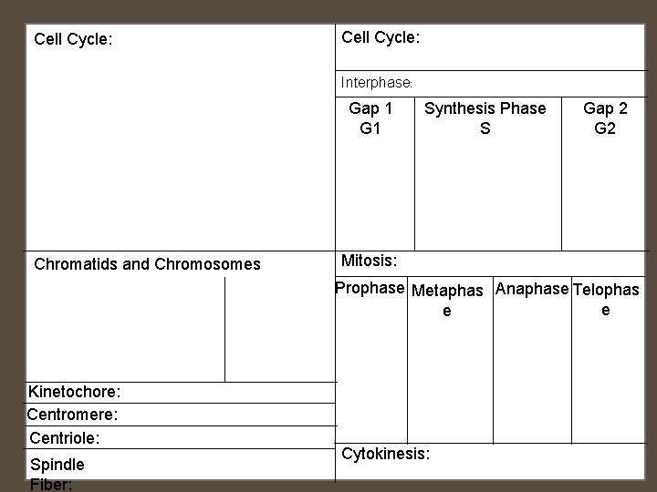 Cell Cycle: Interphase: Gap 1 G 1 Chromatids and Chromosomes Synthesis Phase S Gap Cell Cycle: Interphase: Gap 1 G 1 Chromatids and Chromosomes Synthesis Phase S Gap