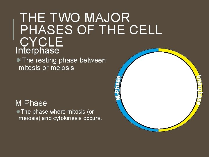 THE TWO MAJOR PHASES OF THE CELL CYCLE Interphase The resting phase between mitosis THE TWO MAJOR PHASES OF THE CELL CYCLE Interphase The resting phase between mitosis