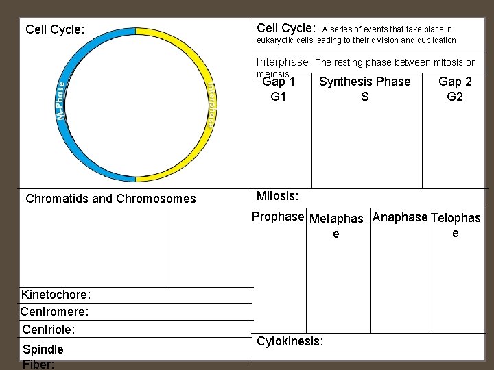 Cell Cycle: A series of events that take place in eukaryotic cells leading to Cell Cycle: A series of events that take place in eukaryotic cells leading to