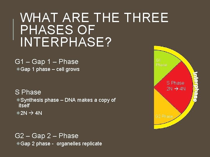 WHAT ARE THREE PHASES OF INTERPHASE? G 1 – Gap 1 – Phase Gap WHAT ARE THREE PHASES OF INTERPHASE? G 1 – Gap 1 – Phase Gap