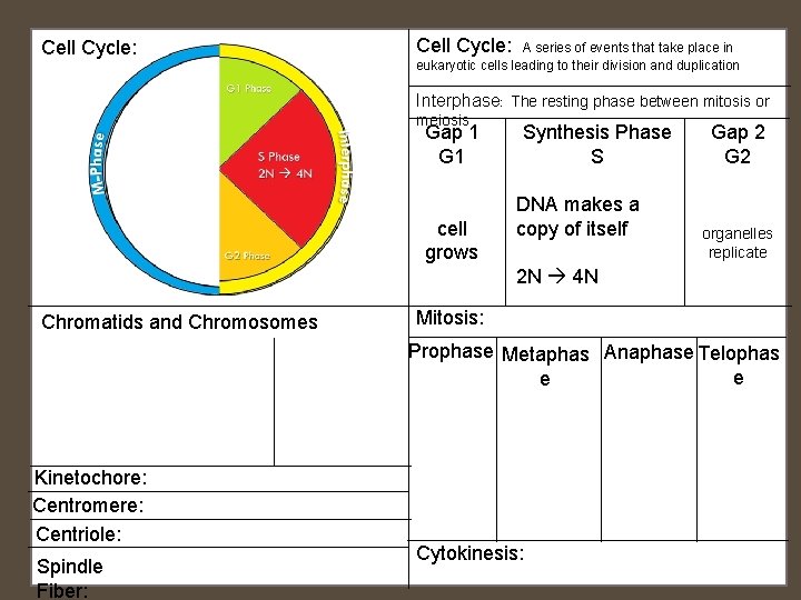 Cell Cycle: A series of events that take place in eukaryotic cells leading to Cell Cycle: A series of events that take place in eukaryotic cells leading to