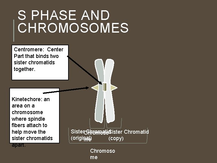 S PHASE AND CHROMOSOMES Centromere: Center Part that binds two sister chromatids together. Kinetechore: S PHASE AND CHROMOSOMES Centromere: Center Part that binds two sister chromatids together. Kinetechore: