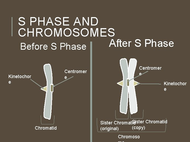 S PHASE AND CHROMOSOMES Before S Phase Centromer e Kinetochor e After S Phase S PHASE AND CHROMOSOMES Before S Phase Centromer e Kinetochor e After S Phase