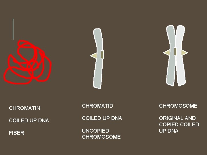 CHROMATIN CHROMATID CHROMOSOME COILED UP DNA FIBER UNCOPIED CHROMOSOME ORIGINAL AND COPIED COILED UP CHROMATIN CHROMATID CHROMOSOME COILED UP DNA FIBER UNCOPIED CHROMOSOME ORIGINAL AND COPIED COILED UP