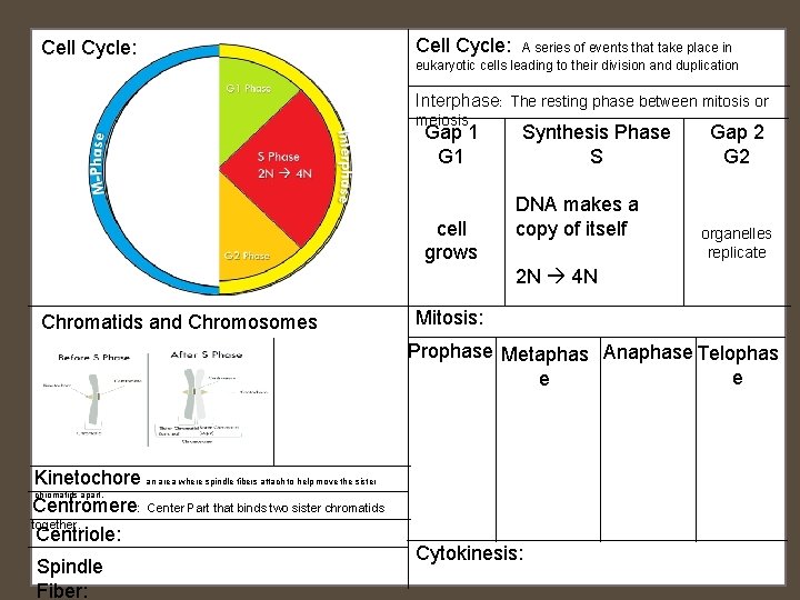 Cell Cycle: A series of events that take place in eukaryotic cells leading to Cell Cycle: A series of events that take place in eukaryotic cells leading to