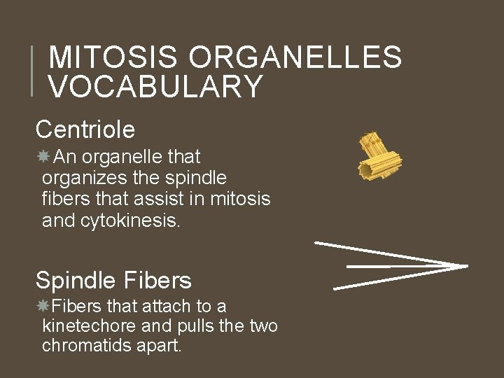 MITOSIS ORGANELLES VOCABULARY Centriole An organelle that organizes the spindle fibers that assist in MITOSIS ORGANELLES VOCABULARY Centriole An organelle that organizes the spindle fibers that assist in