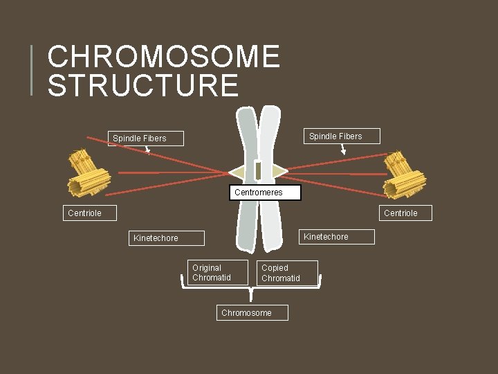 CHROMOSOME STRUCTURE Spindle Fibers Centromeres Centriole Kinetechore Original Chromatid Copied Chromatid Chromosome CHROMOSOME STRUCTURE Spindle Fibers Centromeres Centriole Kinetechore Original Chromatid Copied Chromatid Chromosome
