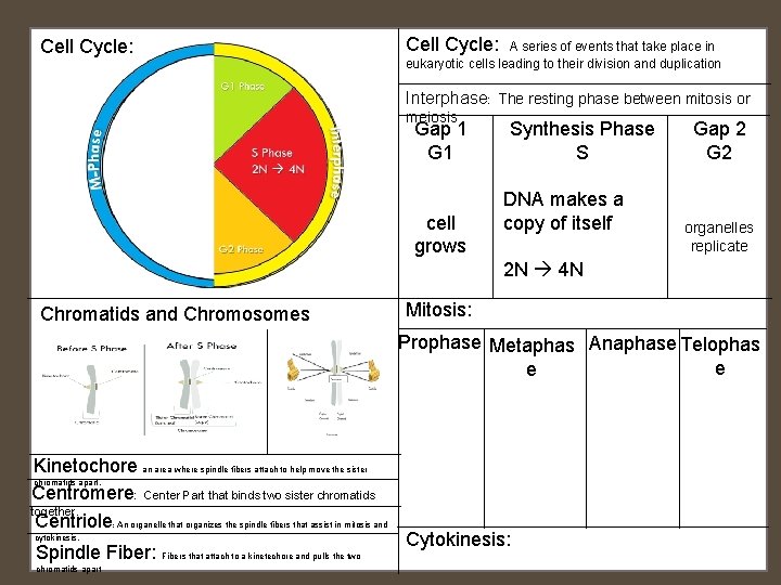Cell Cycle: A series of events that take place in eukaryotic cells leading to Cell Cycle: A series of events that take place in eukaryotic cells leading to