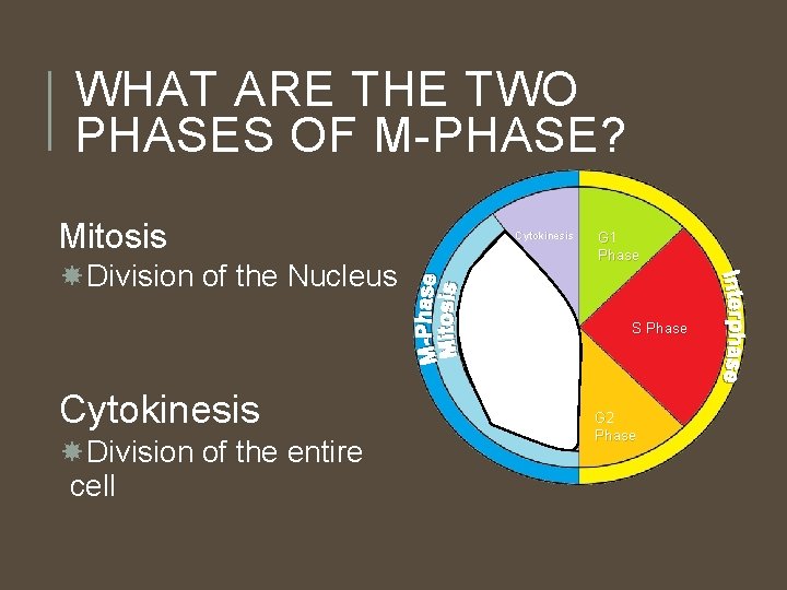 WHAT ARE THE TWO PHASES OF M-PHASE? Mitosis Division of the Nucleus Cytokinesis G WHAT ARE THE TWO PHASES OF M-PHASE? Mitosis Division of the Nucleus Cytokinesis G