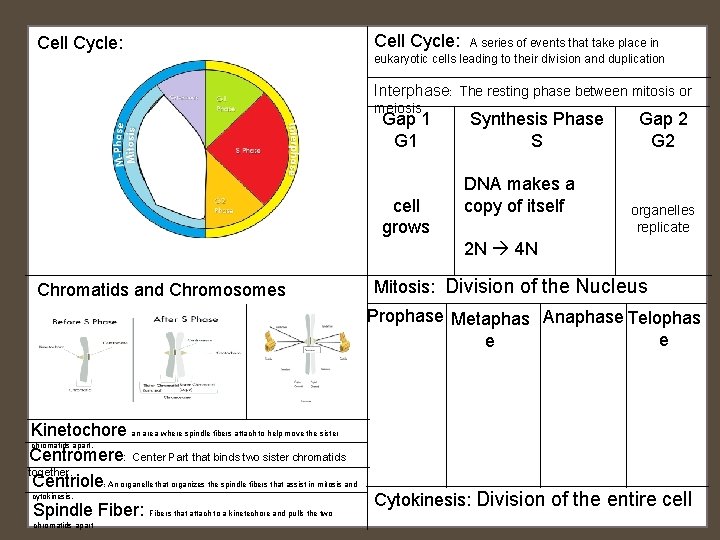 Cell Cycle: A series of events that take place in eukaryotic cells leading to Cell Cycle: A series of events that take place in eukaryotic cells leading to