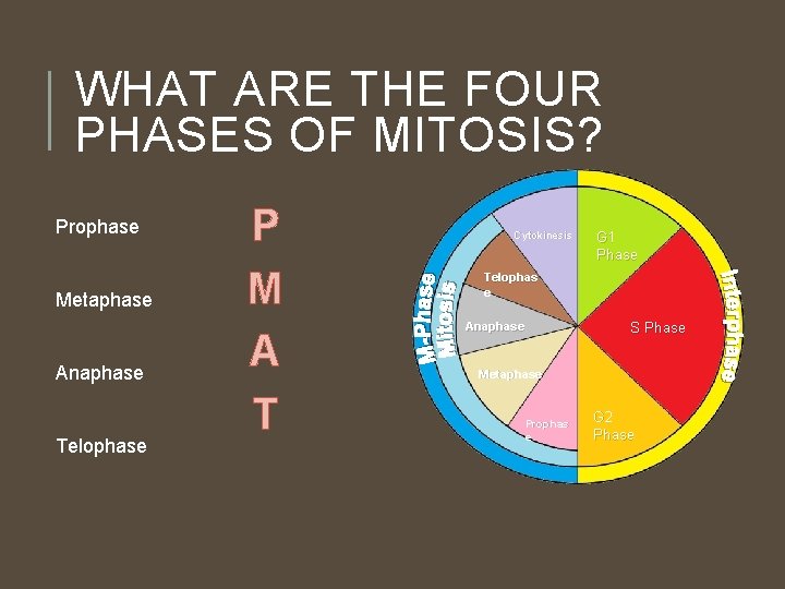 WHAT ARE THE FOUR PHASES OF MITOSIS? Prophase Metaphase Anaphase Telophase P M A WHAT ARE THE FOUR PHASES OF MITOSIS? Prophase Metaphase Anaphase Telophase P M A