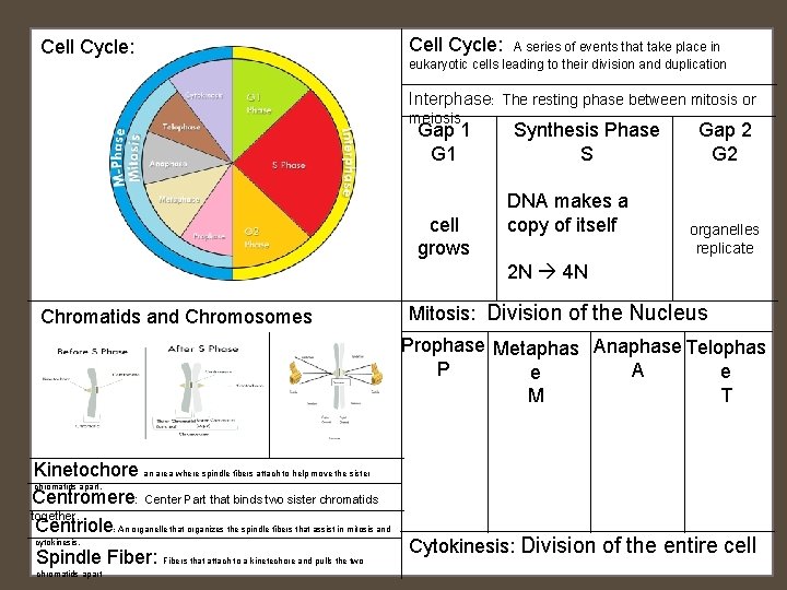 Cell Cycle: A series of events that take place in eukaryotic cells leading to Cell Cycle: A series of events that take place in eukaryotic cells leading to