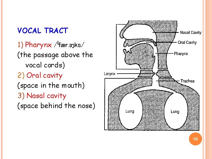 VOCAL TRACT 1) Pharynx /ˈfær. ɪŋks/ (the passage above the vocal cords) 2) Oral