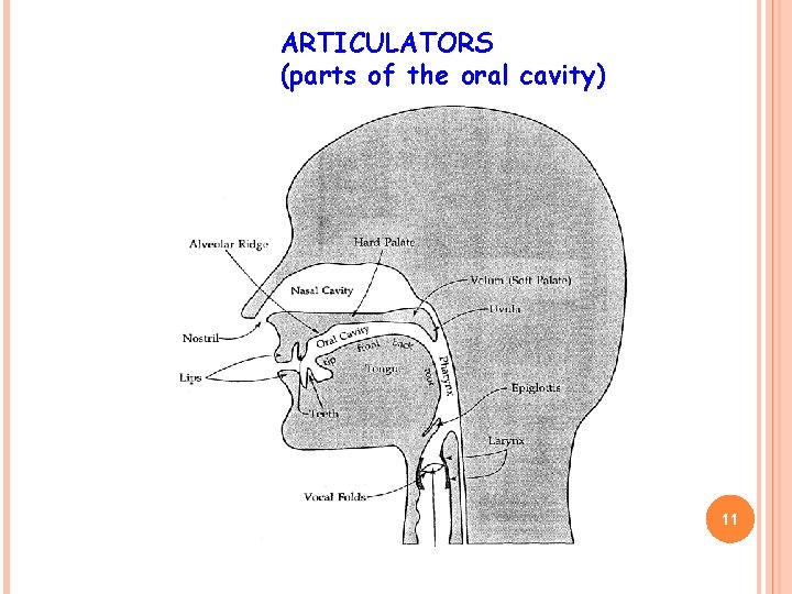 ARTICULATORS (parts of the oral cavity) 11 