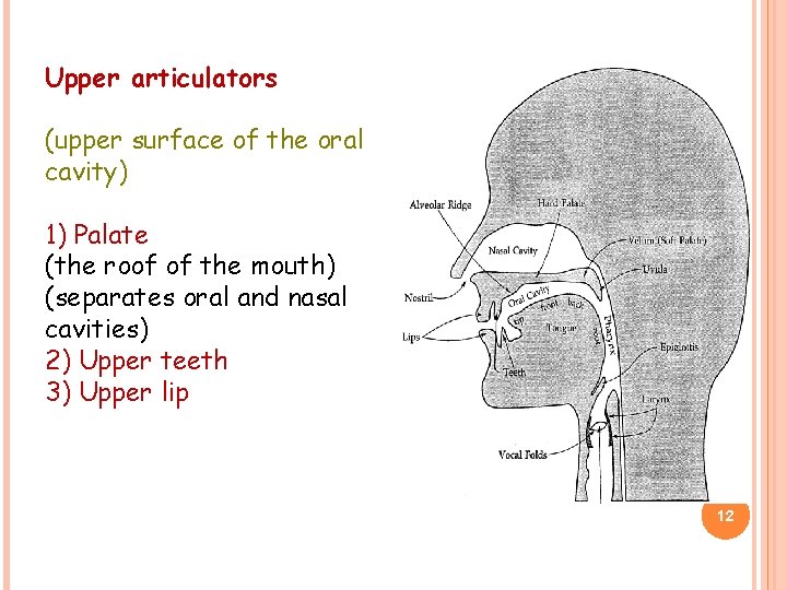 Upper articulators (upper surface of the oral cavity) 1) Palate (the roof of the