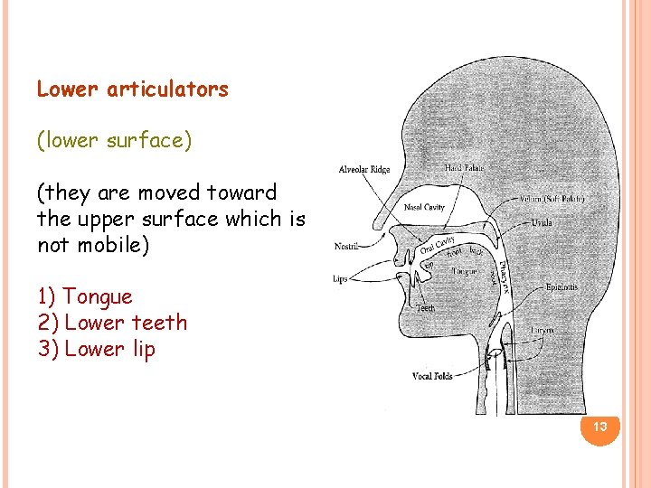 Lower articulators (lower surface) (they are moved toward the upper surface which is not