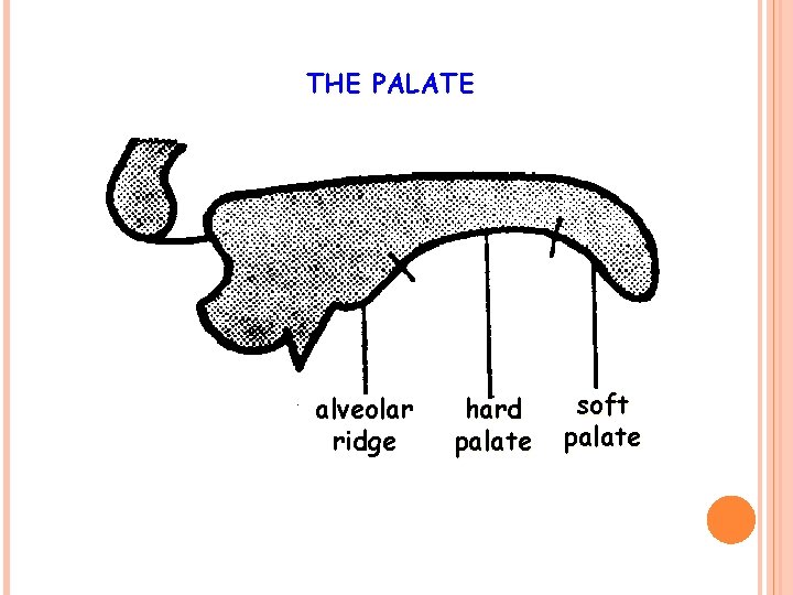 THE PALATE alveolar ridge hard palate soft palate 14 