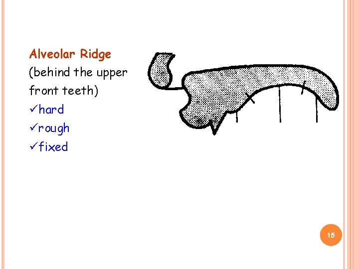 Alveolar Ridge (behind the upper front teeth) ühard ürough üfixed 15 