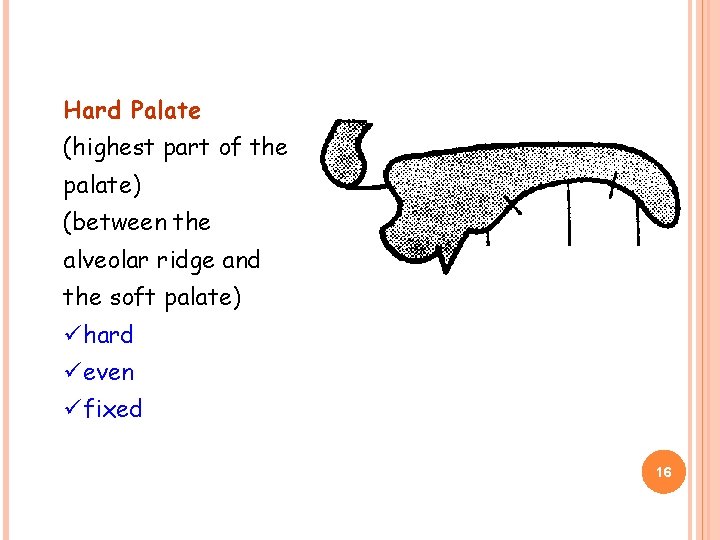 Hard Palate (highest part of the palate) (between the alveolar ridge and the soft