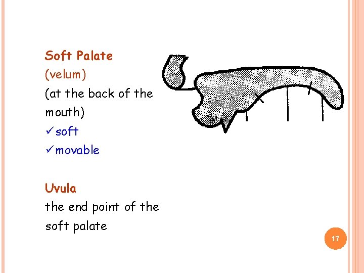 Soft Palate (velum) (at the back of the mouth) üsoft ümovable Uvula the end