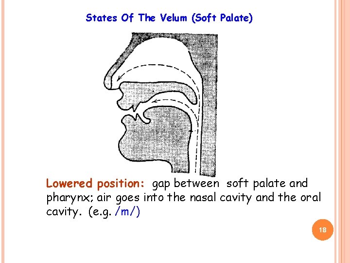 States Of The Velum (Soft Palate) Lowered position: gap between soft palate and pharynx;