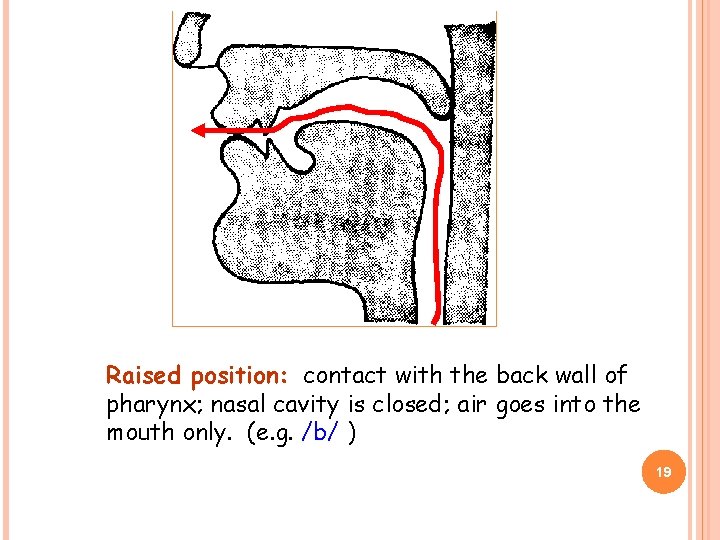 Raised position: contact with the back wall of pharynx; nasal cavity is closed; air