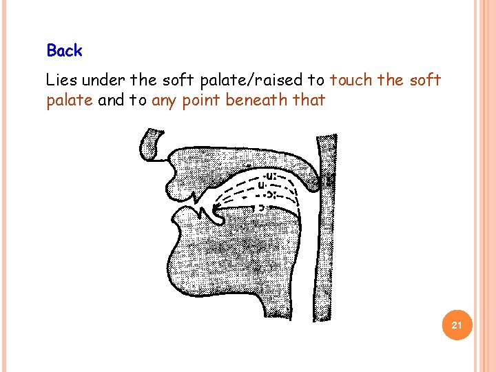 Back Lies under the soft palate/raised to touch the soft palate and to any