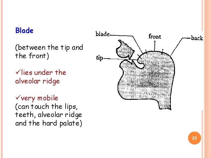 Blade (between the tip and the front) ülies under the alveolar ridge üvery mobile