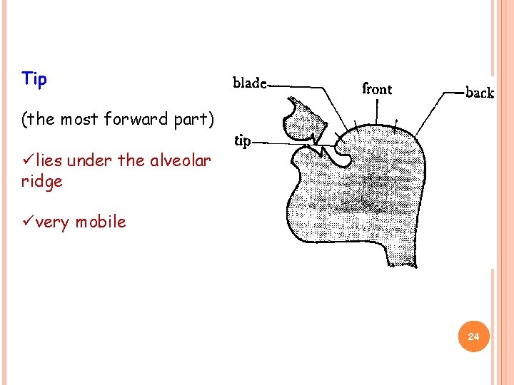 Tip (the most forward part) ülies under the alveolar ridge üvery mobile 24 