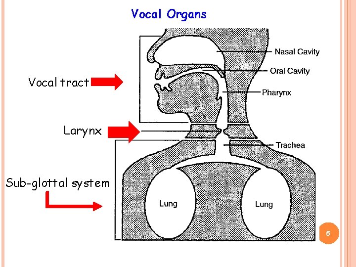 Vocal Organs Vocal tract Larynx Sub-glottal system 5 