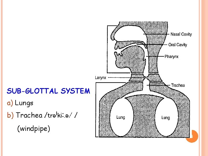 SUB-GLOTTAL SYSTEM a) Lungs b) Trachea /trəˈkiː. ə/ / (windpipe) 6 