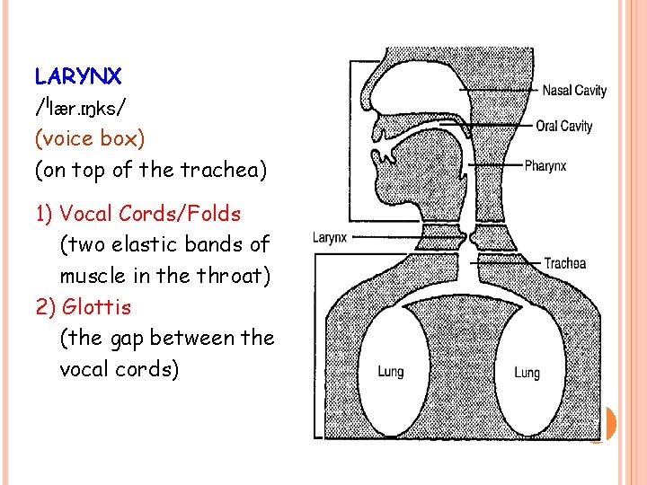 LARYNX /ˈlær. ɪŋks/ (voice box) (on top of the trachea) 1) Vocal Cords/Folds (two