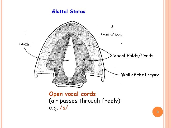 Glottal States Vocal Folds/Cords Wall of the Larynx Open vocal cords (air passes through