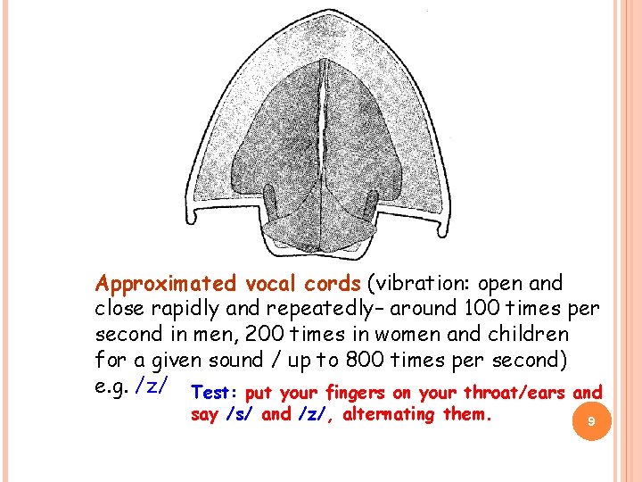 Approximated vocal cords (vibration: open and close rapidly and repeatedly– around 100 times per