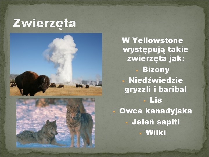 Zwierzęta W Yellowstone występują takie zwierzęta jak: - Bizony - Niedźwiedzie gryzzli i baribal