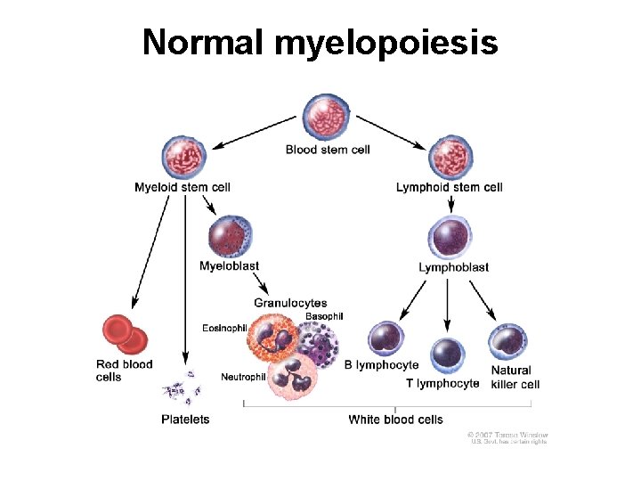 Normal myelopoiesis 