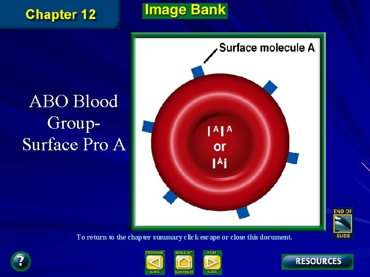 ABO Blood Group. Surface Pro A To return to the chapter summary click escape ABO Blood Group. Surface Pro A To return to the chapter summary click escape