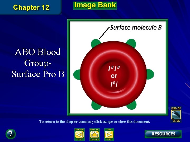 ABO Blood Group. Surface Pro B To return to the chapter summary click escape ABO Blood Group. Surface Pro B To return to the chapter summary click escape
