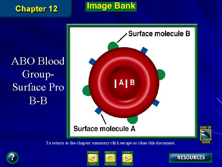 ABO Blood Group. Surface Pro B-B To return to the chapter summary click escape ABO Blood Group. Surface Pro B-B To return to the chapter summary click escape
