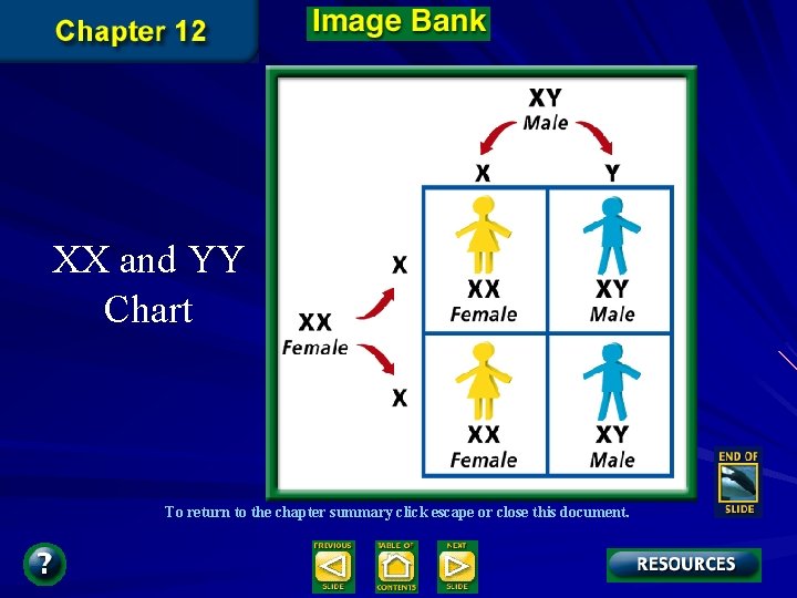 XX and YY Chart To return to the chapter summary click escape or close XX and YY Chart To return to the chapter summary click escape or close