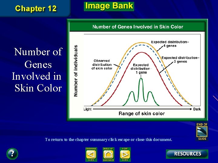 Number of Genes Involved in Skin Color To return to the chapter summary click Number of Genes Involved in Skin Color To return to the chapter summary click