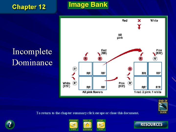 Incomplete Dominance To return to the chapter summary click escape or close this document. Incomplete Dominance To return to the chapter summary click escape or close this document.