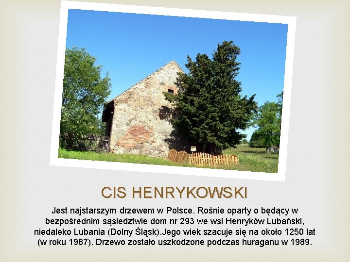 CIS HENRYKOWSKI Jest najstarszym drzewem w Polsce. Rośnie oparty o będący w bezpośrednim sąsiedztwie