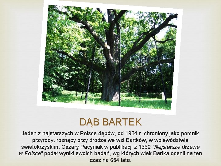 DĄB BARTEK Jeden z najstarszych w Polsce dębów, od 1954 r. chroniony jako pomnik