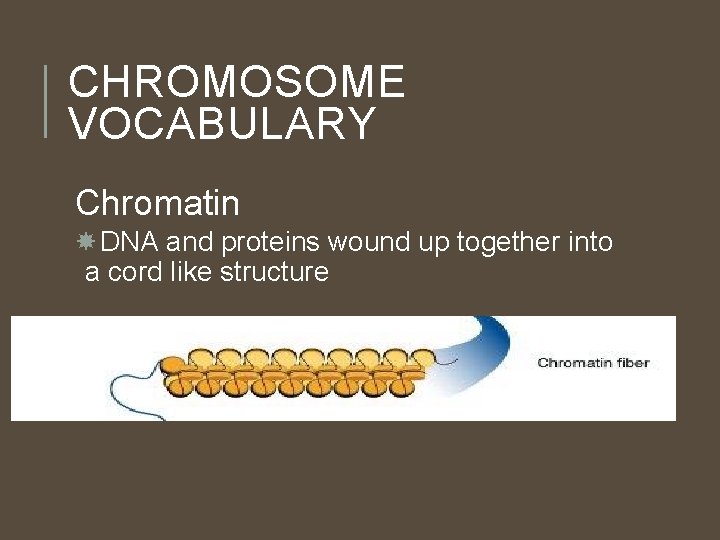 CHROMOSOME VOCABULARY Chromatin DNA and proteins wound up together into a cord like structure