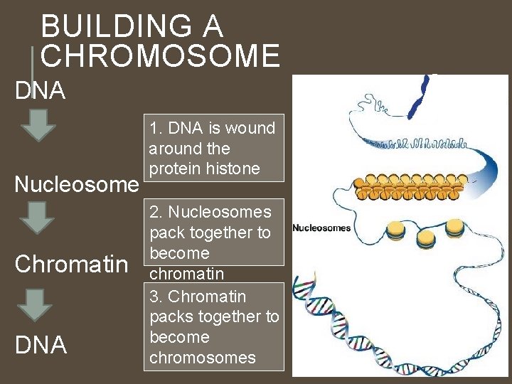 BUILDING A CHROMOSOME DNA Nucleosome Chromatin DNA 1. DNA is wound around the protein