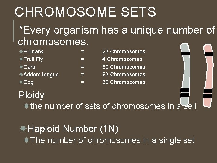CHROMOSOME SETS *Every organism has a unique number of chromosomes. Humans Fruit Fly Carp