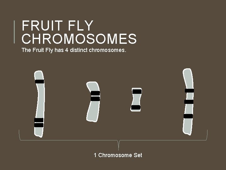 FRUIT FLY CHROMOSOMES The Fruit Fly has 4 distinct chromosomes. 1 Chromosome Set 