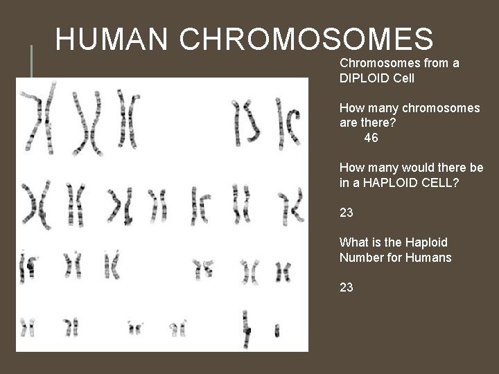 HUMAN CHROMOSOMES Chromosomes from a DIPLOID Cell How many chromosomes are there? 46 How